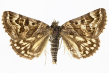 Euclidia mi