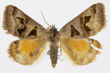 Euclidia triquetra