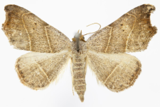 Laspeyria flexula