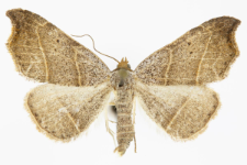 Laspeyria flexula
