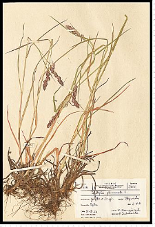 Dactylis glomerata L.