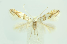 Phyllonorycter platanoidella (Joannis, 1930)