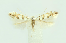 Phyllonorycter platanoidella (Joannis, 1930)