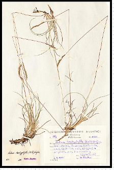 Festuca trachyphylla (Hack.) Krajina