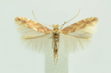 Phyllonorycter sagitella (Bjerkander, 1790)