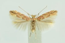 Phyllonorycter sagitella (Bjerkander, 1790)
