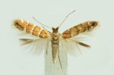 Phyllonorycter stettinensis (Nicelli, 1852)