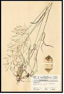 Agrostis gigantea Roth