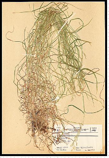 Agrostis gigantea Roth