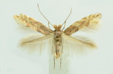 Phyllonorycter pastorella (Zeller, 1846)
