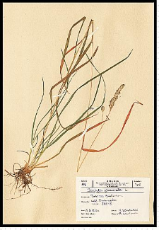 Dactylis glomerata L.