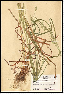 Dactylis glomerata L.