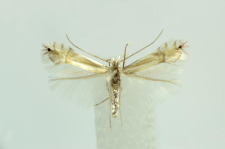 Phyllonorycter saligna (Zeller, 1839)