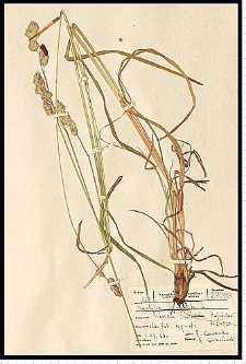 Dactylis glomerata L.