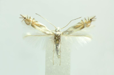 Phyllonorycter unipunctella (Stephens, 1843)