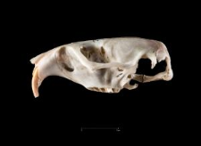 Thomomys umbrinus