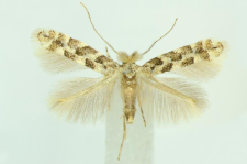 Phyllonorycter populifoliella (Treitschke, 1833)