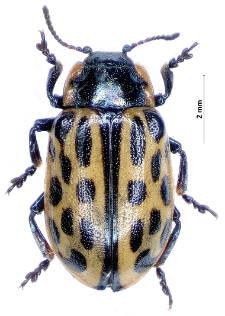 Chrysomela vigintipunctata (I.A. Scopoli, 1763)