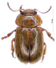 Gonioctena quinquepunctata (Fabricius, 1787)