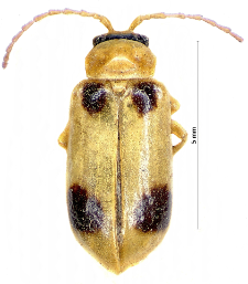 Phyllobrotica quadrimaculata (Linnaeus, 1758)