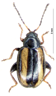 Phyllotreta vittula (L. Redtenbacher, 1849)