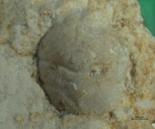Goniodromites kubai