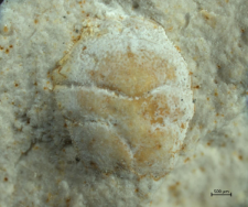 Goniodromites kubai