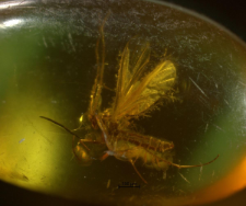 Sciaridae