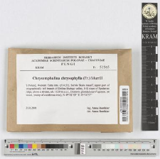 Chrysomphalina chrysophylla (Fr.) Murrill