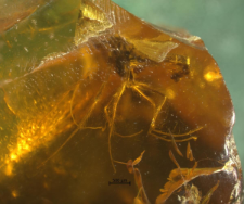 Chironomidae (Orthocladiinae)