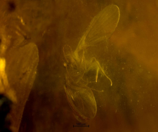 Psychodidae