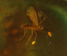 Sciaridae