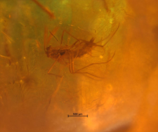 Chironomidae (Orthocladiinae)