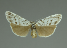 Coscinia cribraria (Linnaeus, 1758)