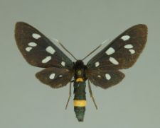 Amata phegea (Linnaeus, 1758)
