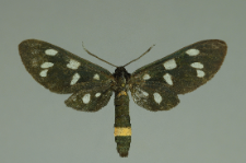 Amata phegea (Linnaeus, 1758)
