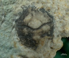 Goniodromites kubai