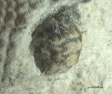 Goniodromites kubai