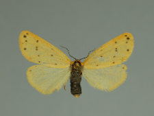 Setina irrorella (Linnaeus, 1758)