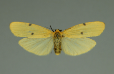 Lithosia quadra (Linnaeus, 1758)