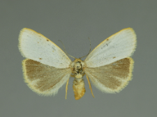 Cybosia mesomella (Linnaeus, 1758)