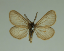 Penthophera morio (Linnaeus, 1767)