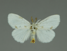 Euproctis similis (Fuessly, 1775)