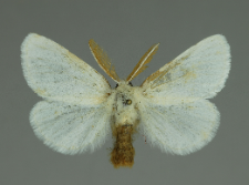 Euproctis chrysorrhoea (Linnaeus, 1758)