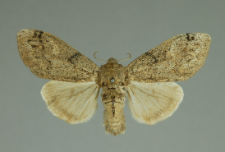 Gynaephora fascelina (Linnaeus, 1758)