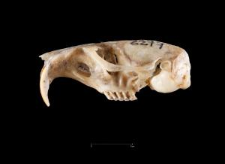 Thomomys umbrinus