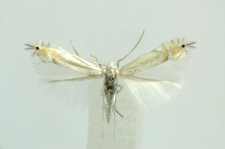 Phyllonorycter labyrinthella (Bjerkander, 1790)