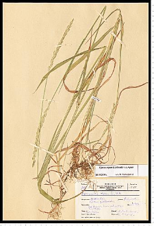 Elymus repens (L.) Gould