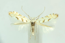 Phyllonorycter abrasella (Duponchel, 1843)