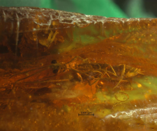 Hymenoptera (Apocrita)